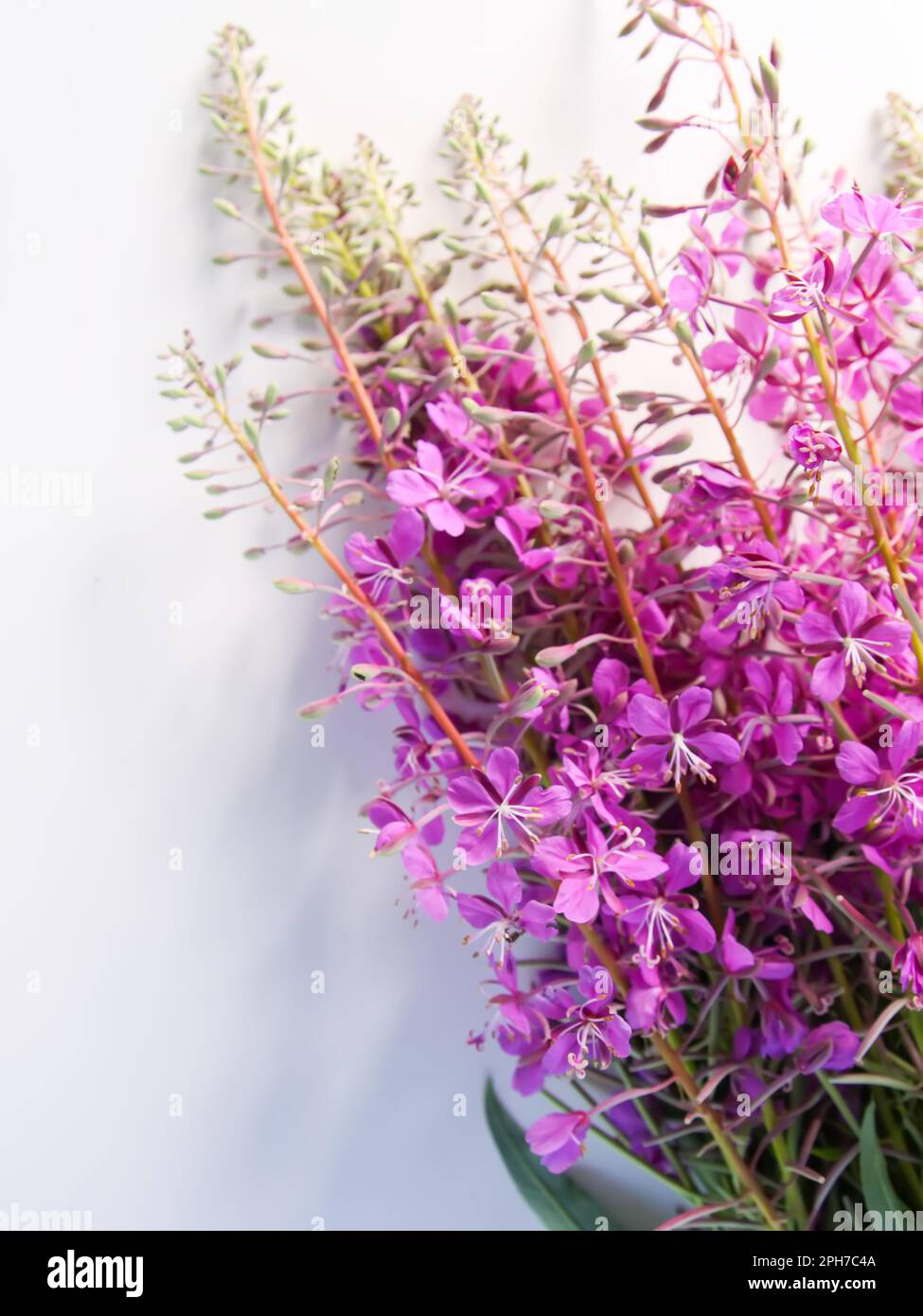 Plante d'angustifolium ou de Chamaenerion à fleurs. Rosebay, Willowherbs. Fleurs médicales pourpres Banque D'Images