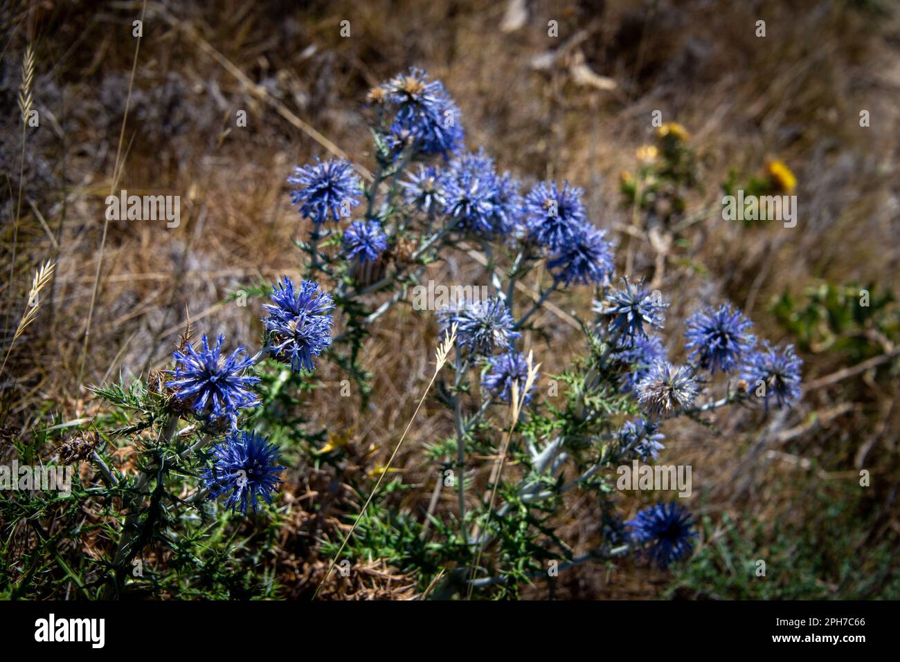 Chardon bleu sauvage dans les brushlands de la côte près de Narbonne dans le sud de la France. Banque D'Images