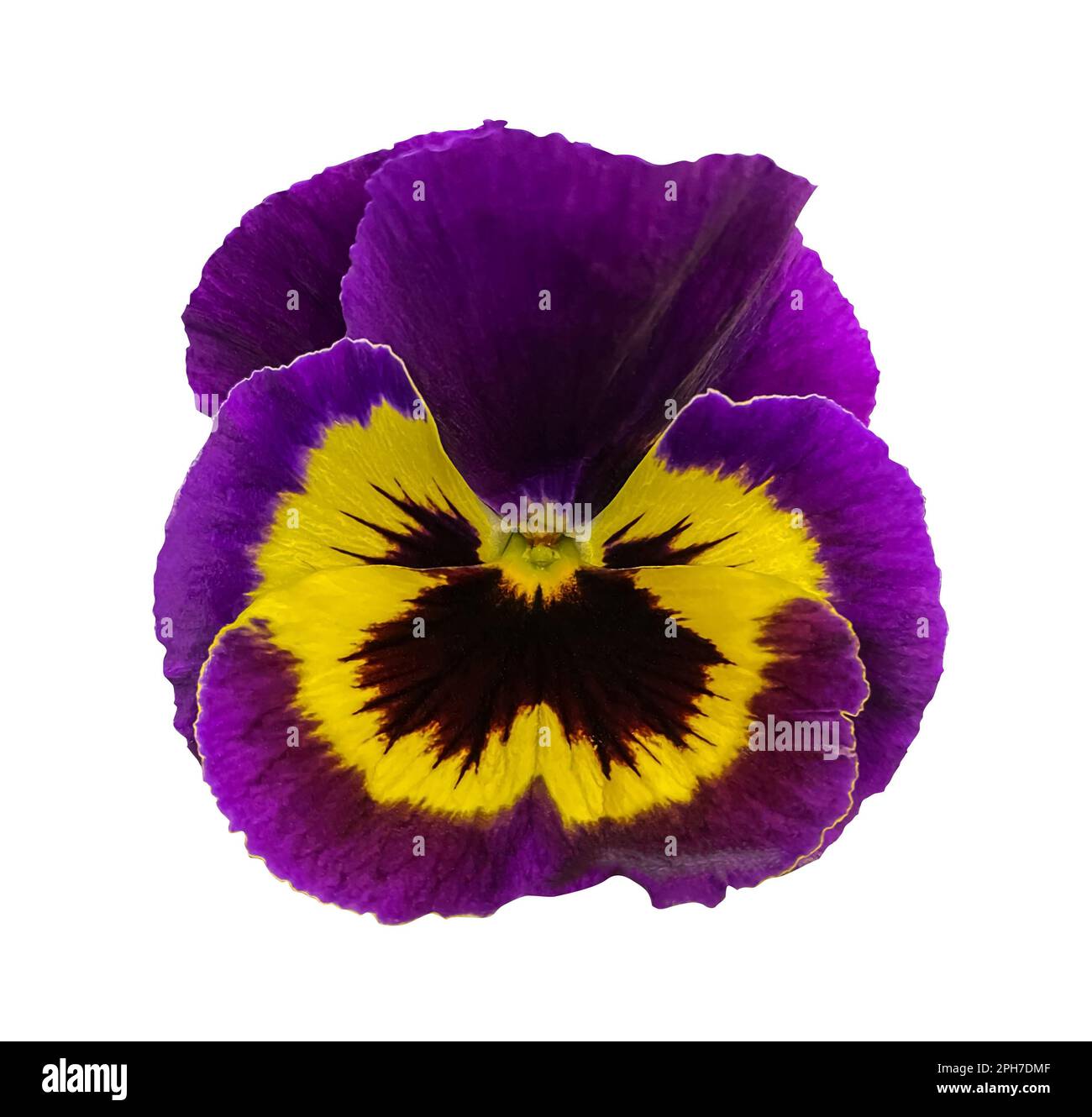 Belle fleur de Pansy violet et jaune. La Pansy, Viola wittrockiana Flower, type Matrix Yellow Purple Wing, gros plan isolé sur fond blanc. Banque D'Images