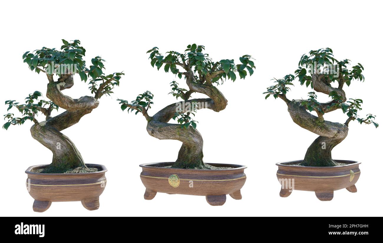 bonsaï japonais sur fond transparent. rendu ed. Banque D'Images