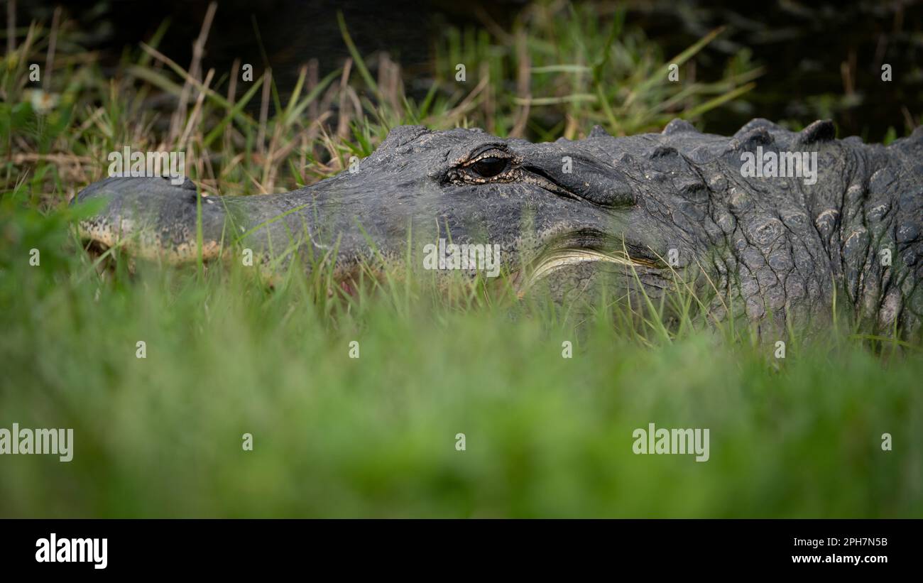 Œil à œil avec un alligator Ameircan. Banque D'Images