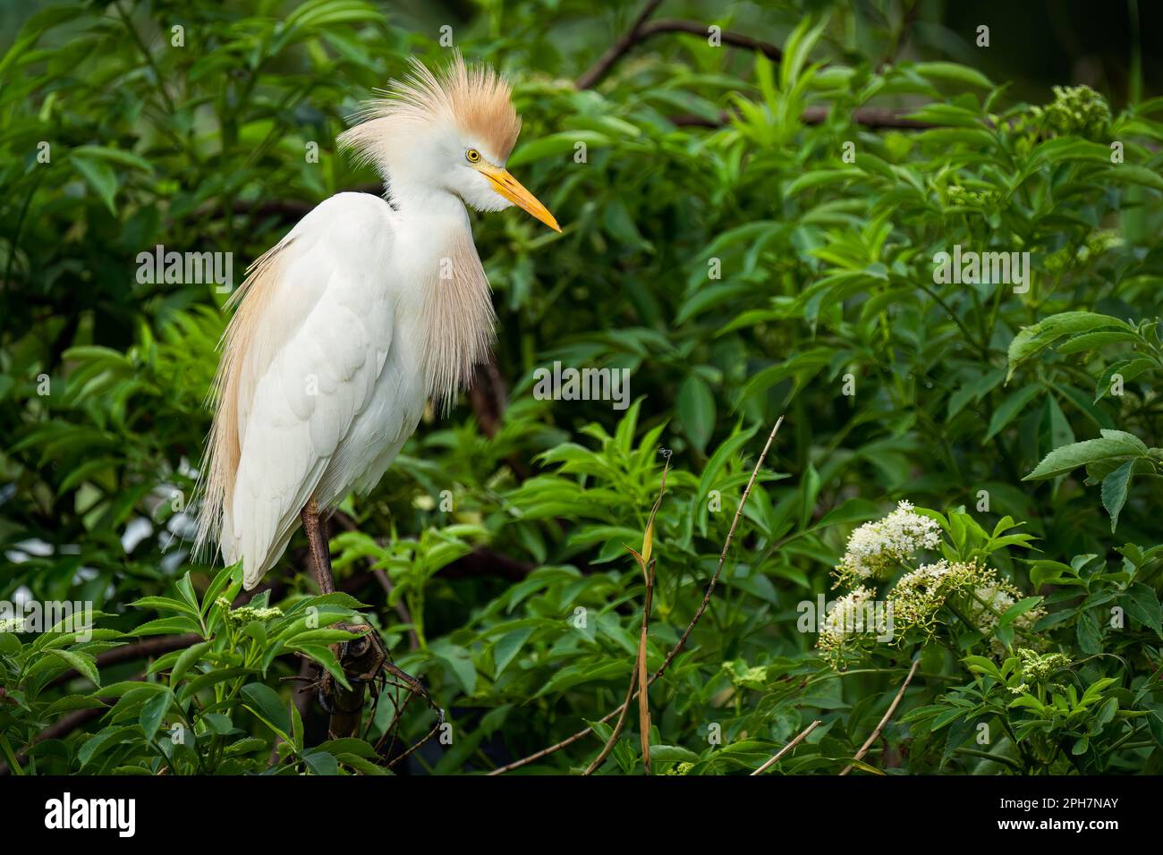 Une aigrette de bétail perchée dans des buissons. Banque D'Images