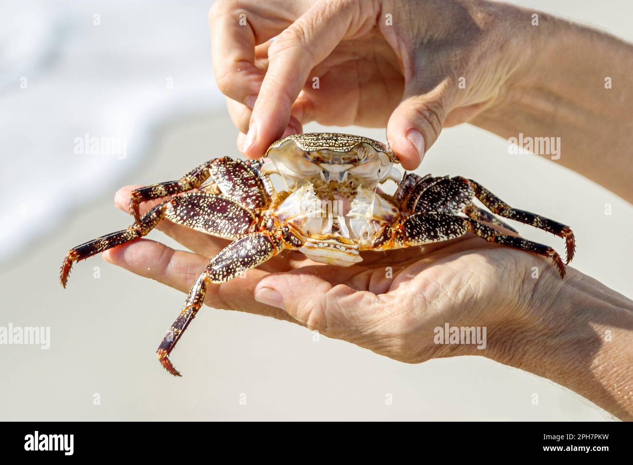 Miami Beach Floride, littoral de l'océan Atlantique, squelette de crabe après la mue la vie marine surf, Banque D'Images