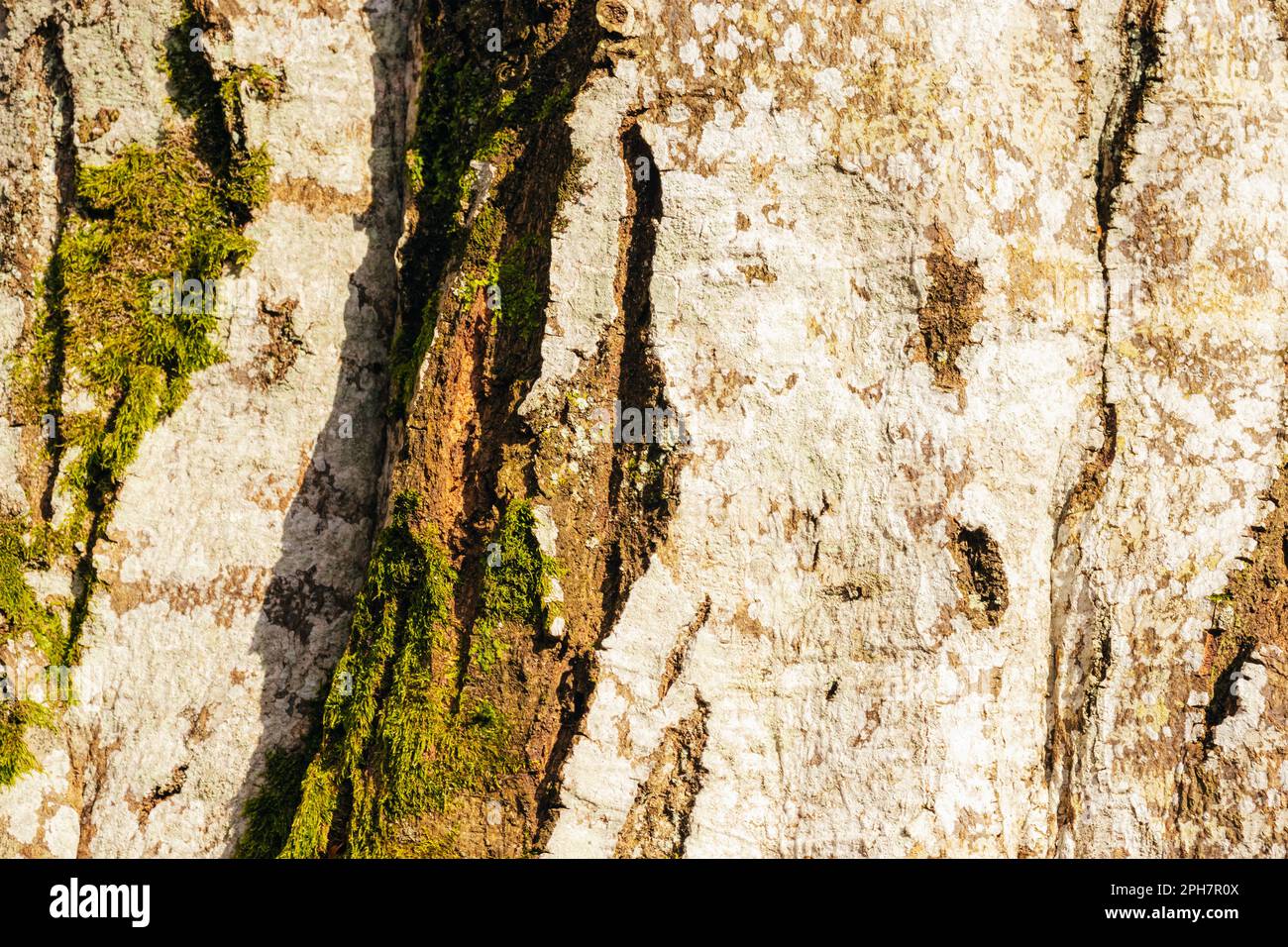 Écorce d'arbre avec mousse verte. Arrière-plan, texture. Banque D'Images