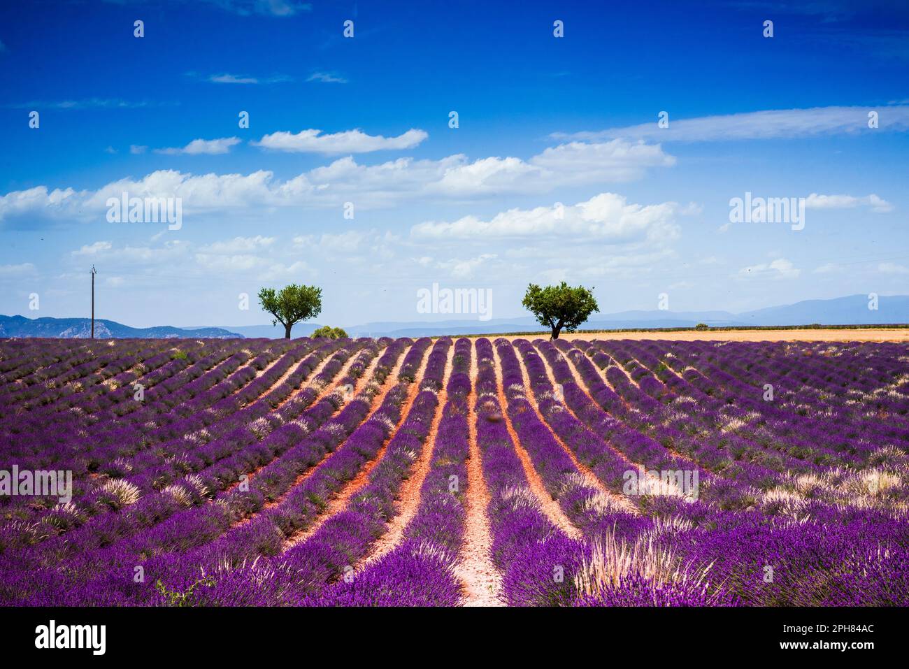 Deux arbres au-dessus des champs de lavande Banque D'Images