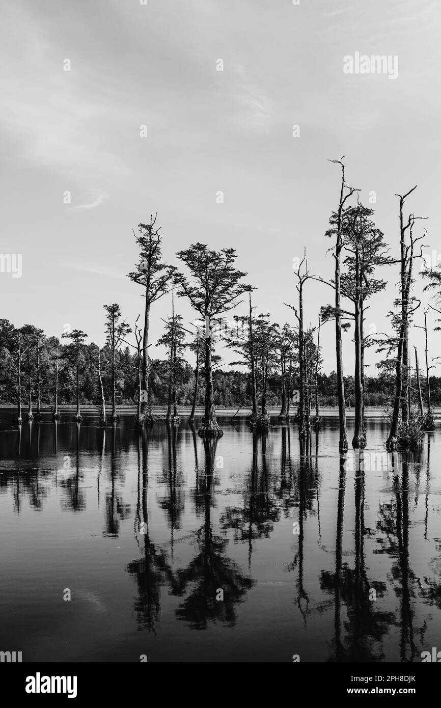 Réflexion des arbres sur l'eau - Caroline du Sud Banque D'Images