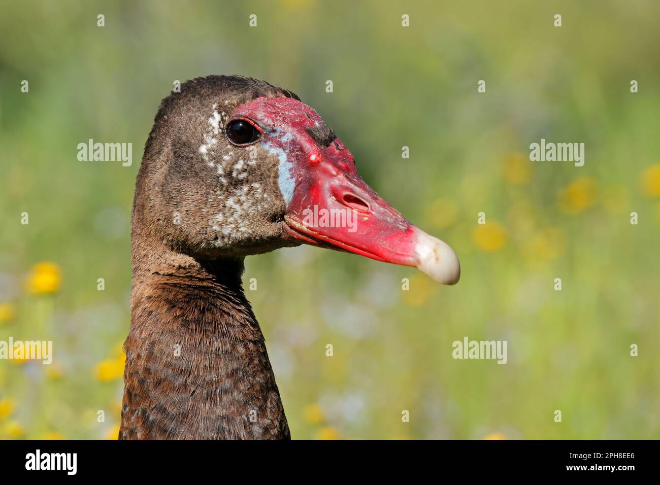 Portrait d'une oie à aigettes (Plectropterus gambensis), Afrique du Sud Banque D'Images