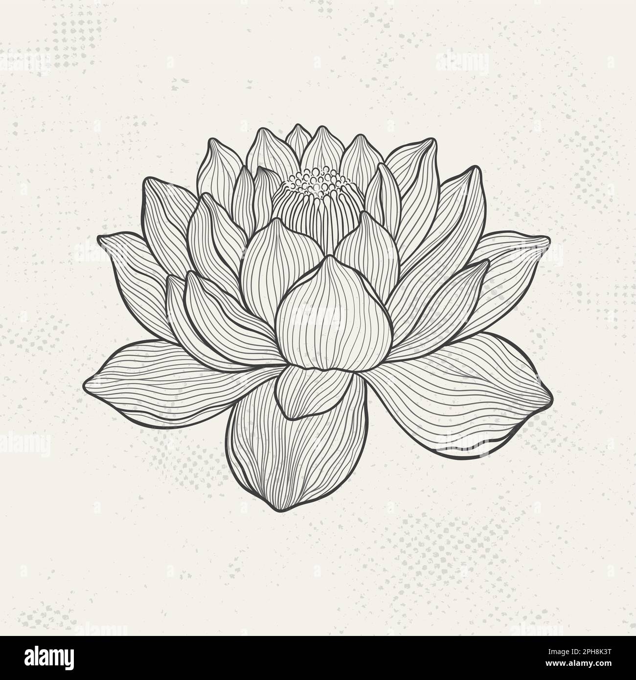 Croquis Lotus avec des lignes fines et gracieuses. Fleur isolée sur fond clair. Lotus botanique gravé d'époque. Illustration de Vecteur