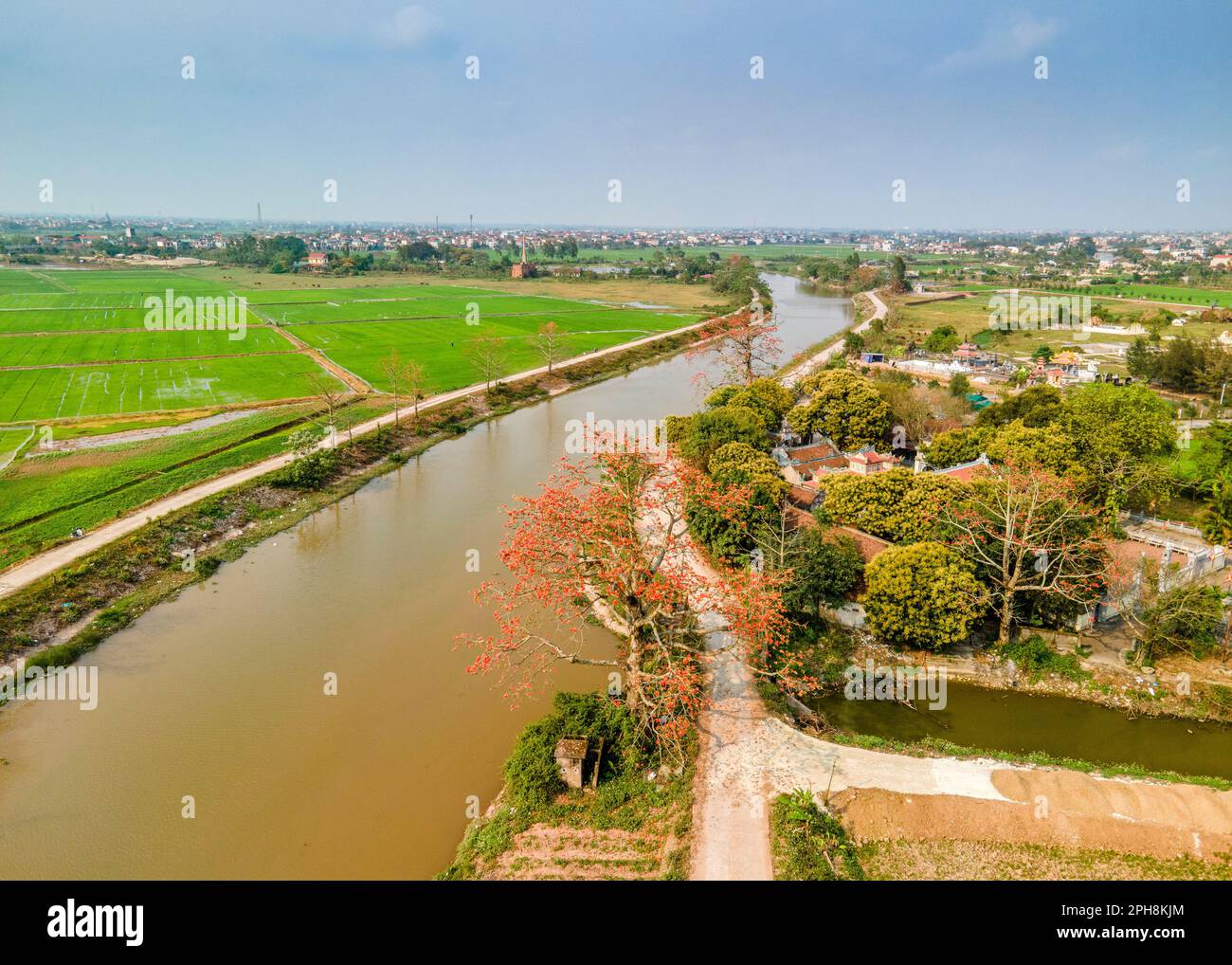 Beau paysage avec le bombax-ceiba en fleurs au Vietnam Banque D'Images