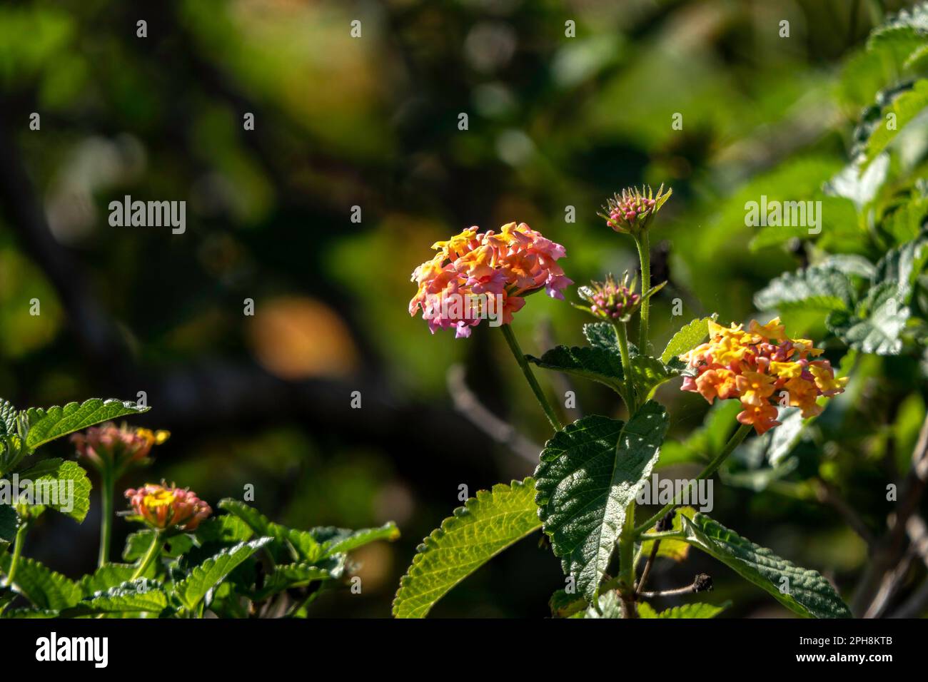 Fleurs colorées plante de Lantana gros plan sur fond flou. Mise au point sélective Banque D'Images