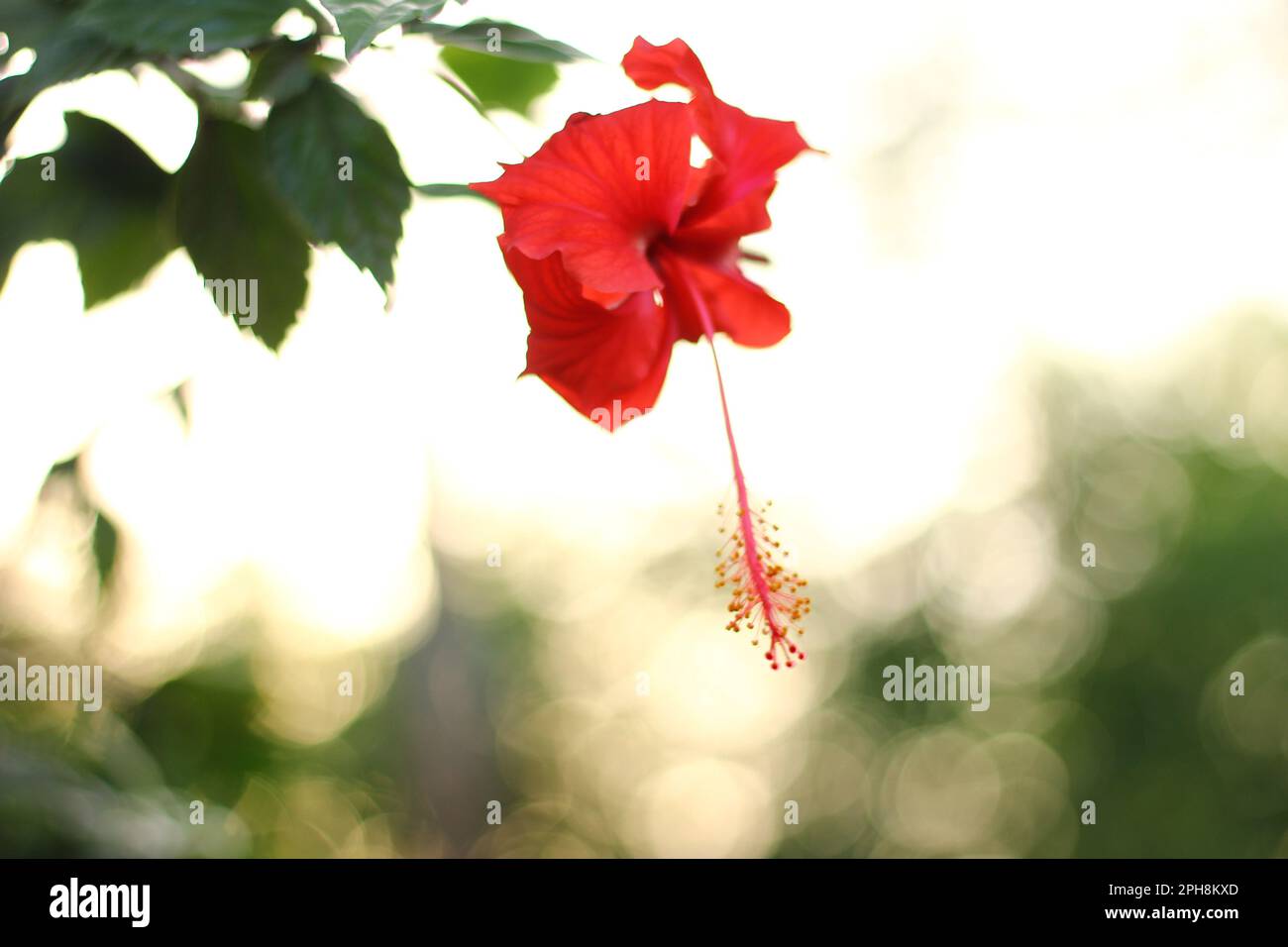 Fleur de pavot rouge au coucher du soleil dans un champ d'été Banque D'Images