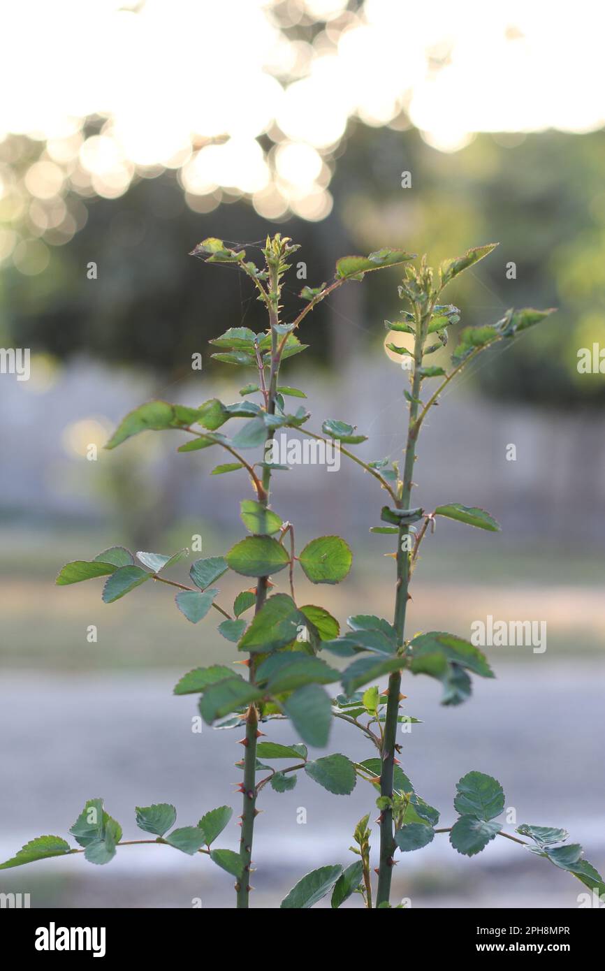 Nature de la feuille verte dans le jardin en été. Naturel vert feuilles plantes utilisant comme fond de printemps page couverture verdure environnement écologie papier peint Banque D'Images