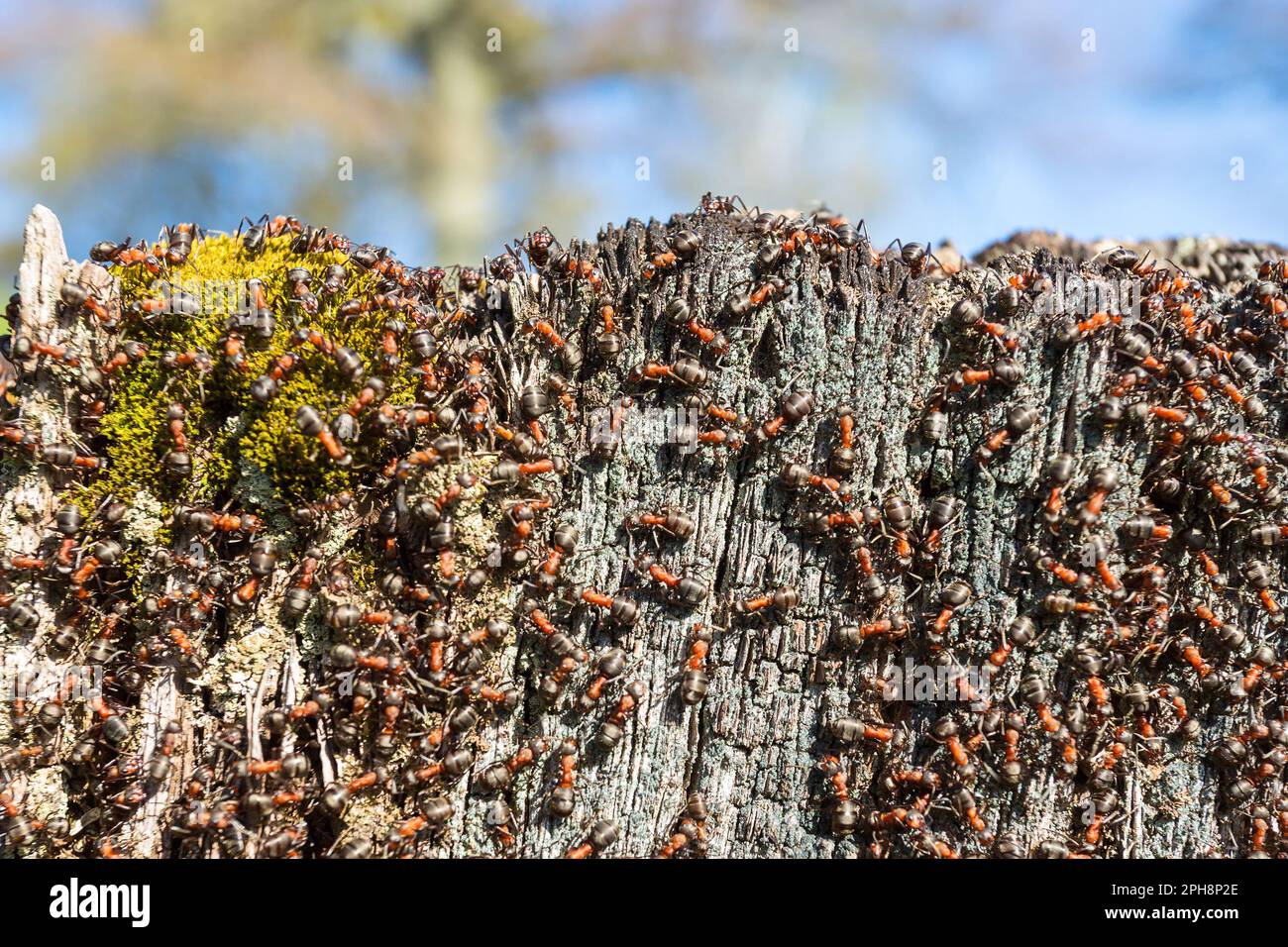 Fourmis sur une souche d'arbre Banque D'Images