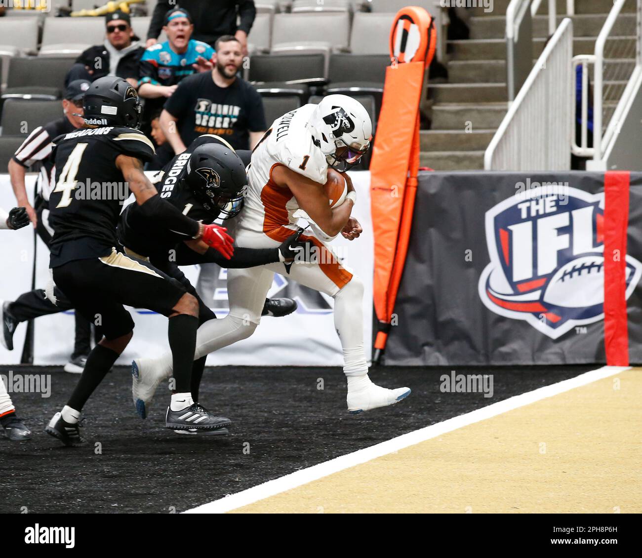 San Jose, Californie, États-Unis. 26th mars 2023. Le quarterback de l'Arizona Rattlers DREW POWELL (1) marque un touchdown contre les Bay Area Panthers dans leur jeu IFL (Indoor football League) au SAP Center de San Jose. Les Panthers battent les Rattlers 47-46. (Credit image: © David G. McIntyre/ZUMA Press Wire) USAGE ÉDITORIAL SEULEMENT! Non destiné À un usage commercial ! Banque D'Images