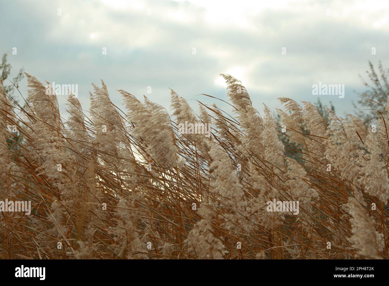 Magnifiques roseaux secs sous ciel nuageux à l'extérieur Banque D'Images