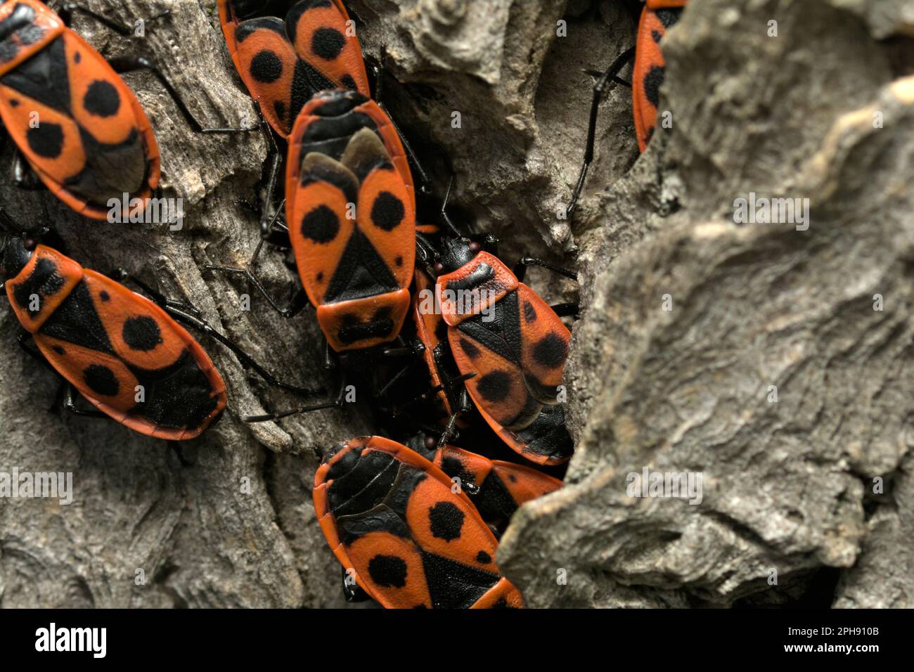 Gros plan d'un groupe de punaises (Pyrrhocoris apterus) rampant dans un fossé des arbres, insectes, insectes, faune, nature Banque D'Images