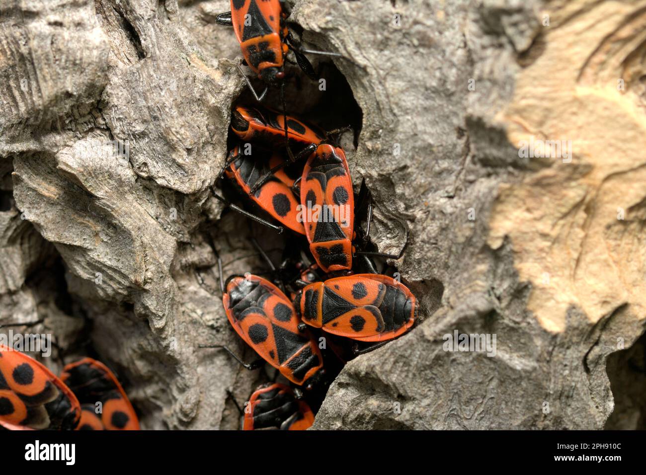 Gros plan d'un groupe de punaises (Pyrrhocoris apterus) rampant dans un fossé des arbres, insectes, insectes, faune, nature Banque D'Images