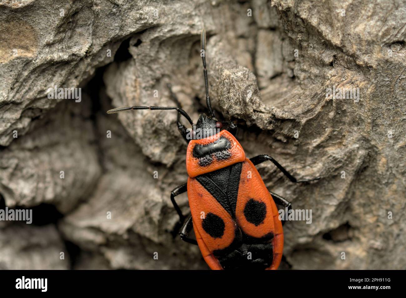 Gros plan d'un seul Firebug (Pyrrhocoris apterus) rampant sur un arbre, insectes, insectes, faune, nature Banque D'Images