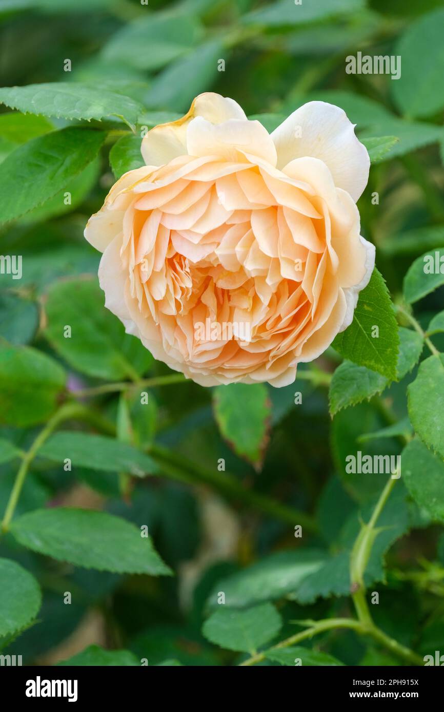 Rosa Auskeppy, Rosa Grace, rose Grace, arbuste rose avec deux fleurs d'abricot Banque D'Images