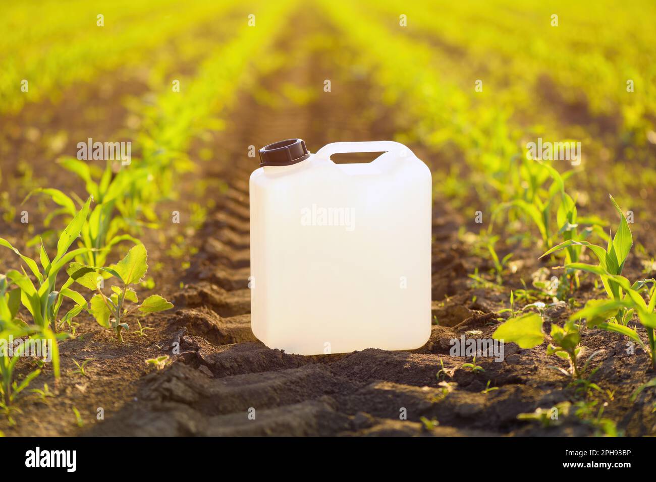 Canister blanc vierge d'herbicide dans le champ de semis de maïs au coucher du soleil de printemps, foyer sélectif Banque D'Images