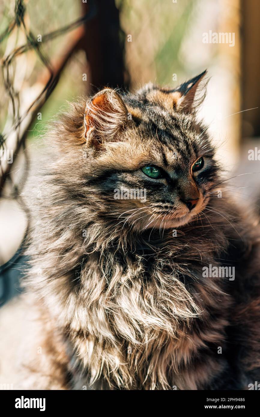 Portrait d'un chat domestique de race mixte à fourrure avec des yeux verts qui ressemble à Ragamuffin, foyer sélectif Banque D'Images