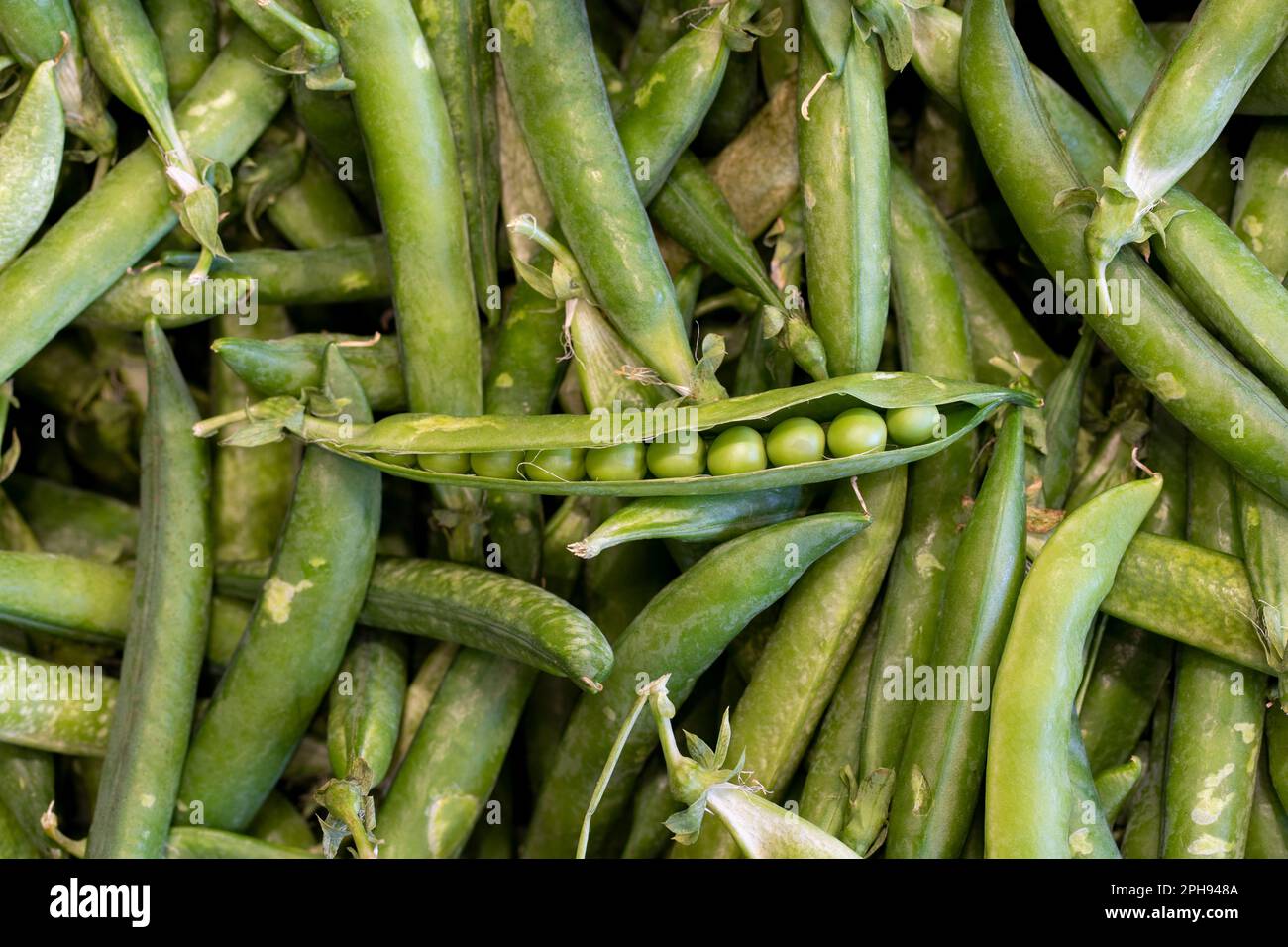 Une pile de petits pois décortiqués. Gros plan de pois frais verts et de gousses de pois. Banque D'Images