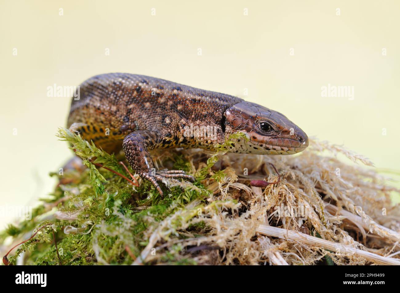 au printemps... Le lézard en bois *Zootoca vipara* baigne le soleil sur une souche d'arbre surcultivée avec de la mousse Banque D'Images