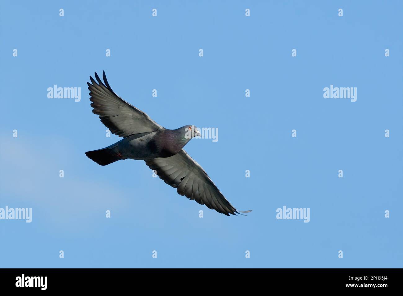 Pigeon sauvage Columba livia domestica en vol , volant avec des ailes déployées dans le ciel bleu clair, gros plan. Trencin, Slovaquie. Banque D'Images Pigeon sauvage Columba livia domestica en vol , volant avec des ailes déployées dans le ciel bleu clair, gros plan. Trencin, Slovaquie. Banque D'Images