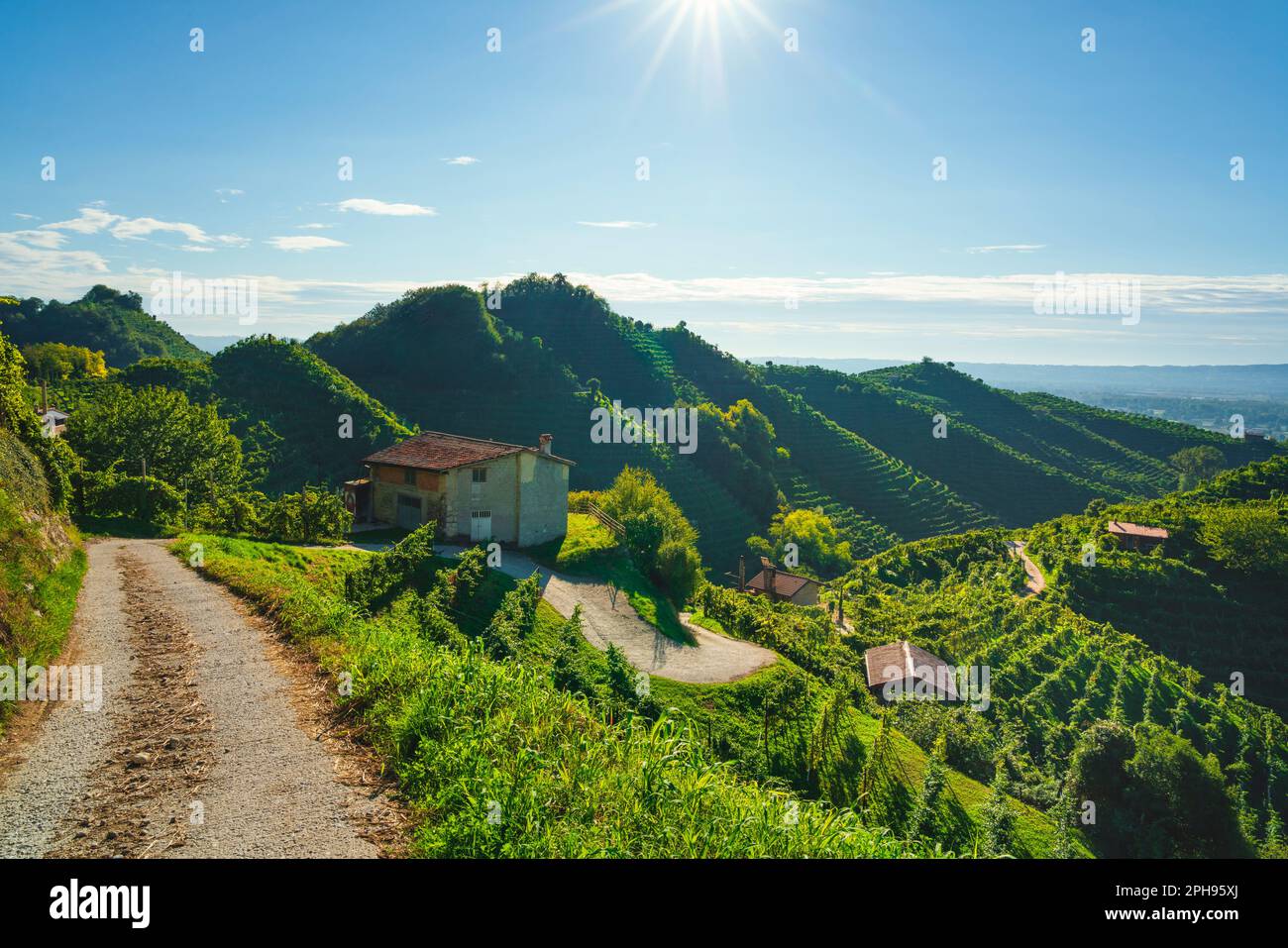 Vignes et une route en amont sur les collines du Prosecco le matin. Patrimoine mondial de l'UNESCO. Valdobbiadene, Vénétie, Italie Banque D'Images