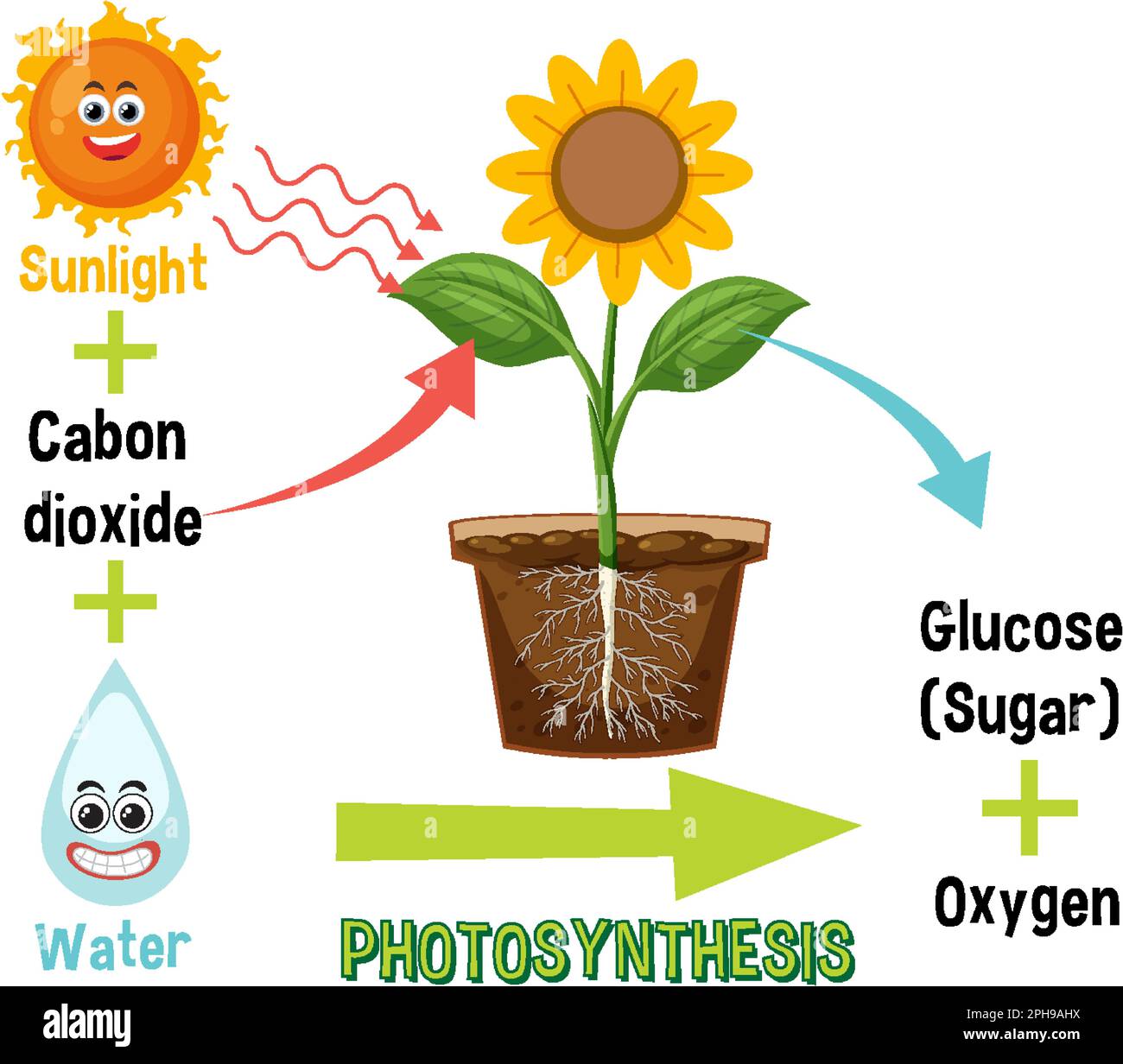 Diagramme de la photosynthèse pour illustration de l'enseignement de la biologie et des sciences de la vie Illustration de Vecteur