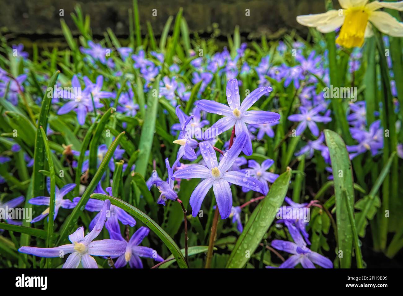 Gros plan grand angle sur un bleu turc brillant et à floraison précoce, Scilla luciliae, la gloire de la neige de Boissier Banque D'Images
