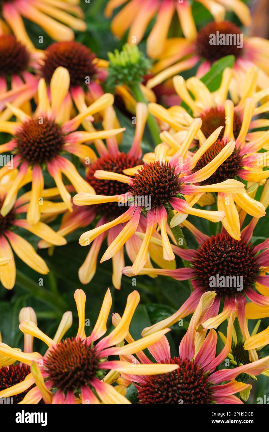 Echinacea Sunseevers Tequila Sunrise, fleurs jaune-or à deux tons avec des centres orange-rouge fortement rincés Banque D'Images