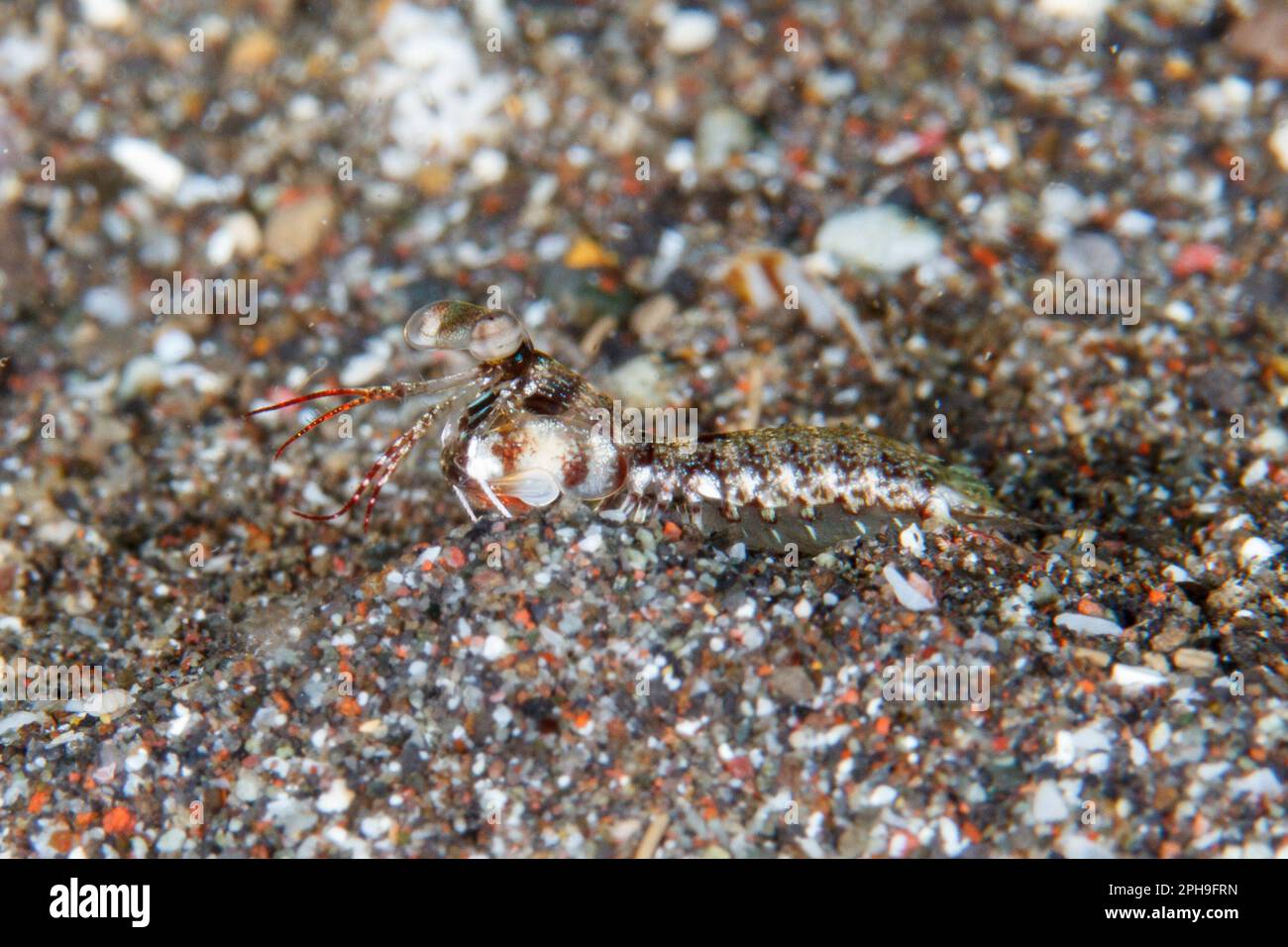 Queue de quille crevette mantis (Odontodactylus cultrifer) détroit de Lembeh, Sulawesi Nord, Indonésie. Banque D'Images