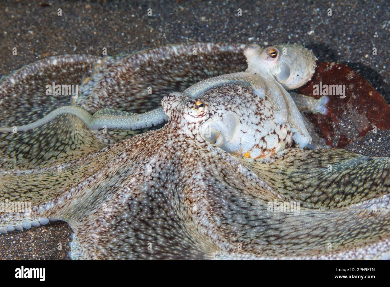 Accouplement de poulpes à bras long (Octopus defilippi) détroit de Lembeh, Sulawesi Nord, Indonésie. Banque D'Images