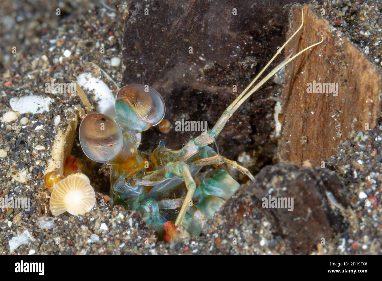 Crevettes mantes à oreilles roses (Odontodactylus latirostris) détroit de Lembeh, Sulawesi du Nord, Indonésie. Banque D'Images