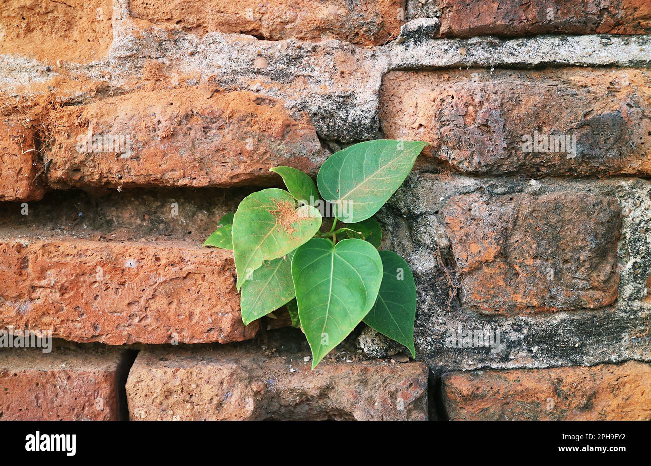 Petit arbre de Bodhi poussant sur le mur de briques historique du site archéologique à Ayutthaya, Thaïlande Banque D'Images
