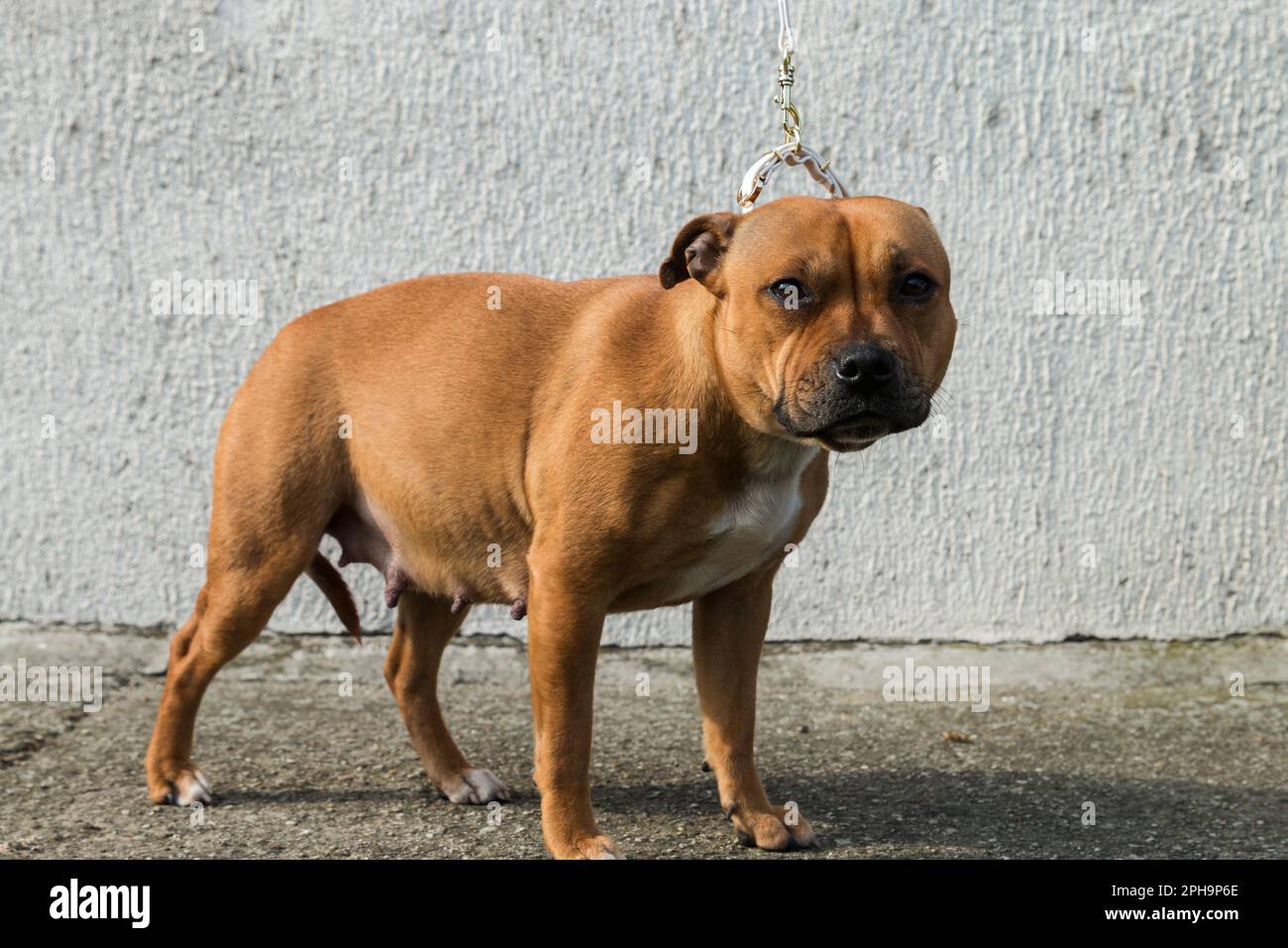 Chien de taureau anglais staffordshire, portrait d'animal de compagnie. Banque D'Images