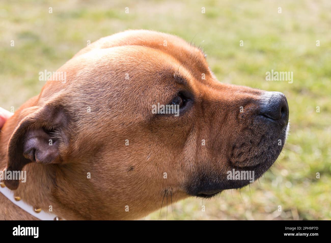 Chien de taureau anglais staffordshire, portrait d'animal de compagnie. Banque D'Images
