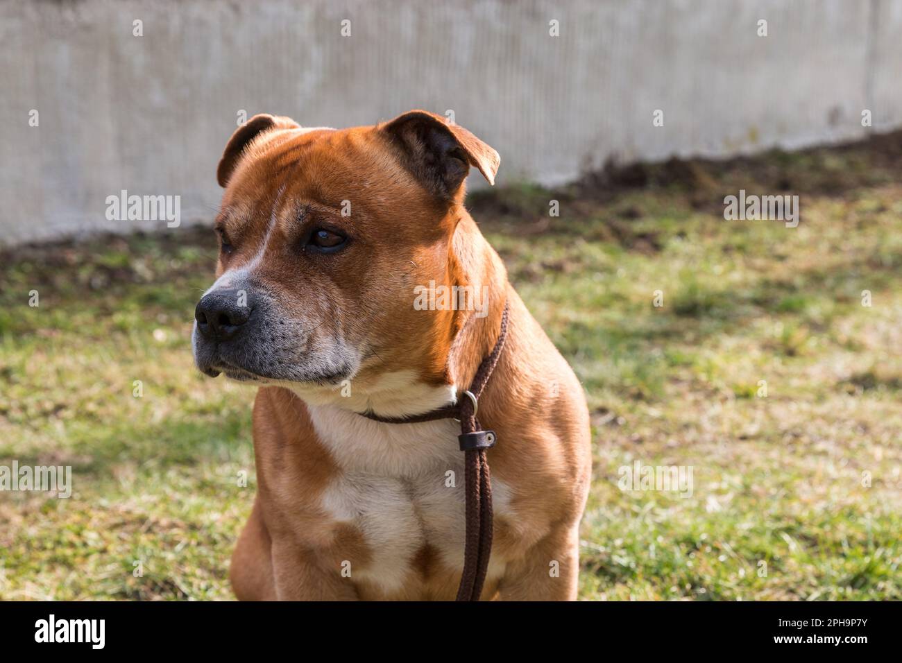 Chien de taureau anglais staffordshire, portrait d'animal de compagnie. Banque D'Images