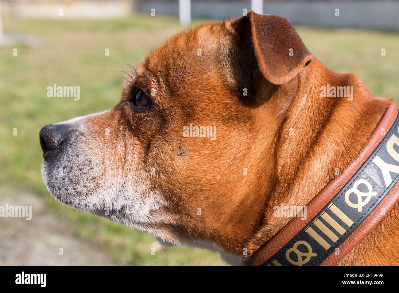 Chien de taureau anglais staffordshire, portrait d'animal de compagnie. Banque D'Images