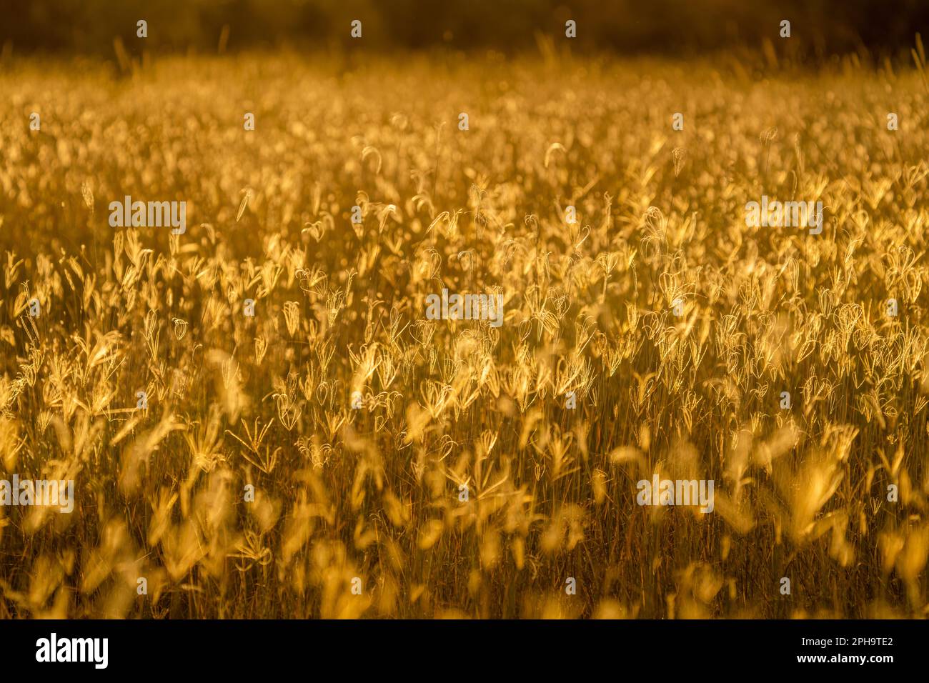 Gros plan, détails des lames d'herbe en lumière dorée. Rétroéclairage du coucher de soleil africain. Texture des motifs abstraits. Parc national de Hwange, Zimbabwe Banque D'Images
