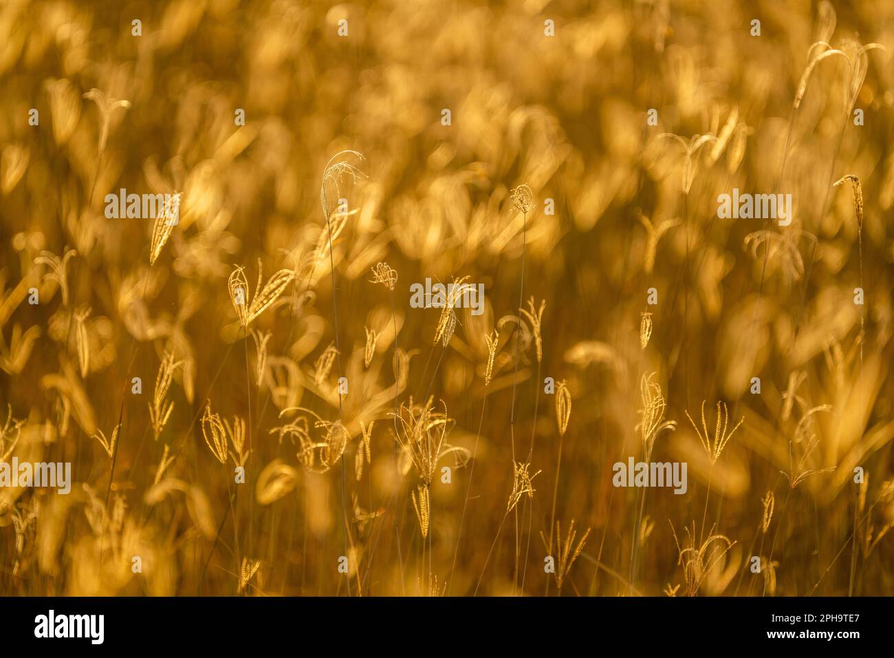 Gros plan, détails des lames d'herbe en lumière dorée. Rétroéclairage du coucher de soleil africain. Texture des motifs abstraits. Parc national de Hwange, Zimbabwe Banque D'Images