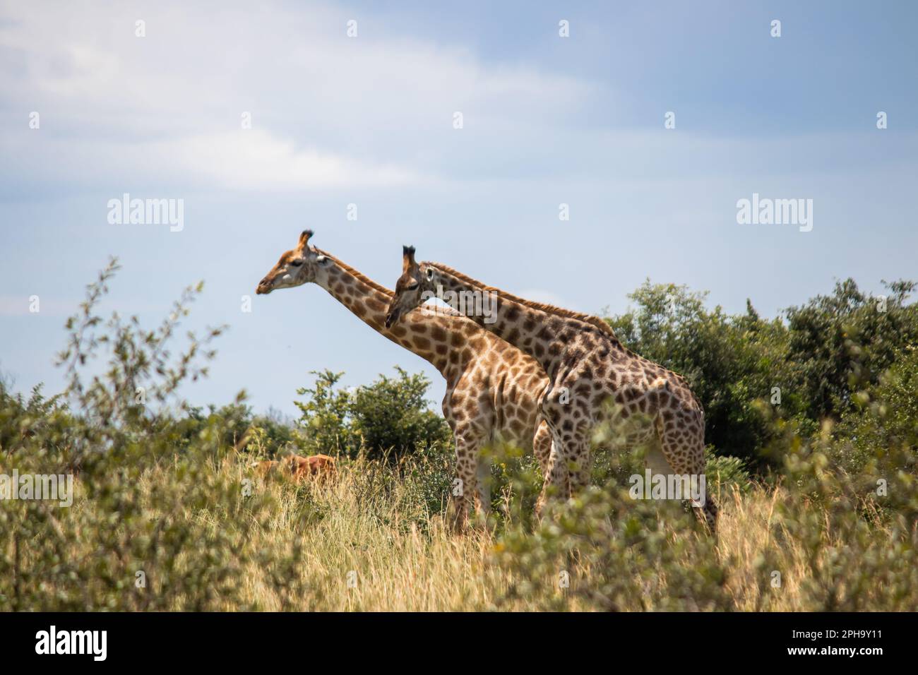 Couple de girafes dans un jeu d'accouplement d'animaux dans la savane, dans le parc national d'Imire Rhino & Wildlife Conservancy, Zimbabwe Banque D'Images
