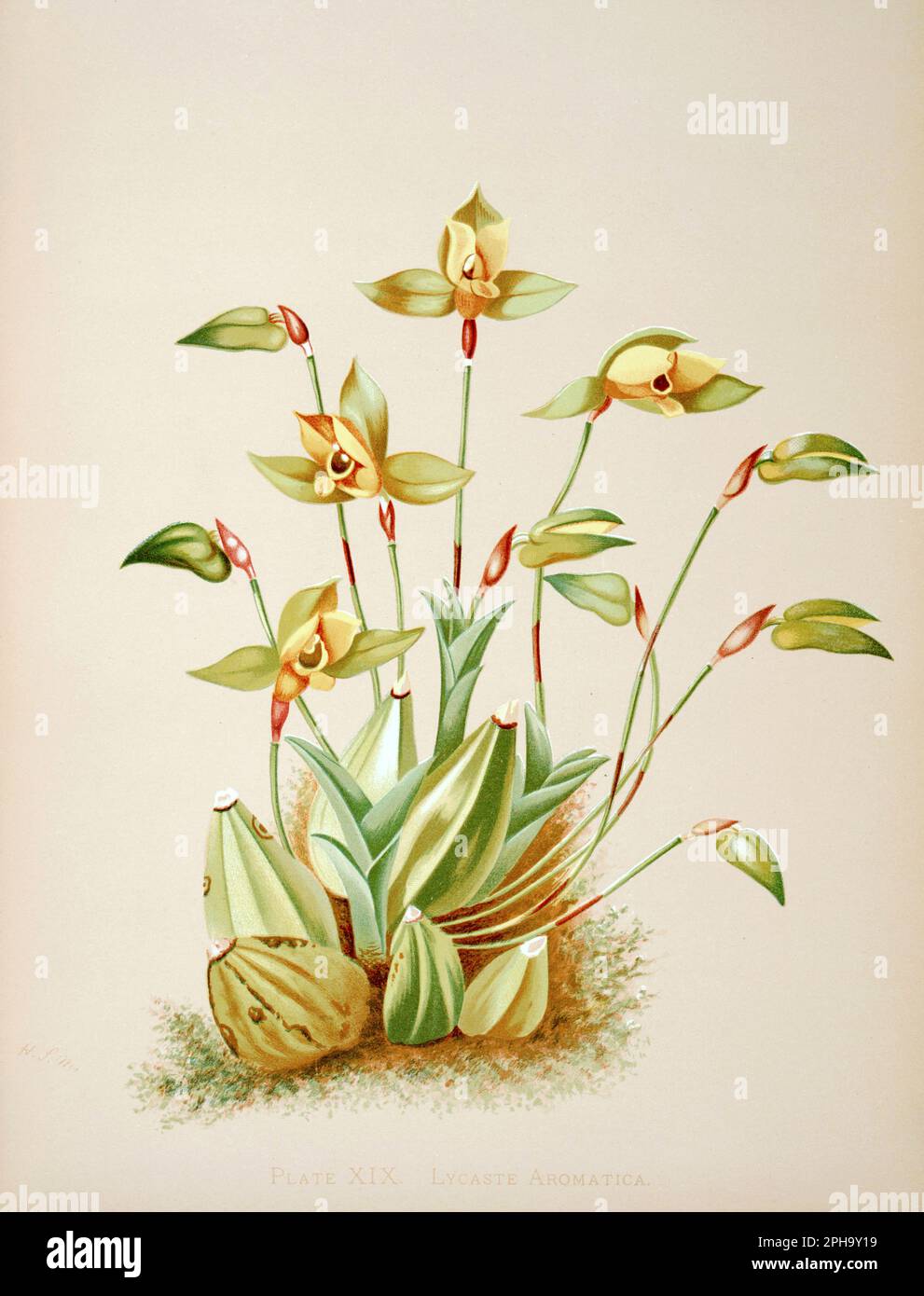 Illustration antique d'orchidée. ca1885. Lycaste aromatica Banque D'Images