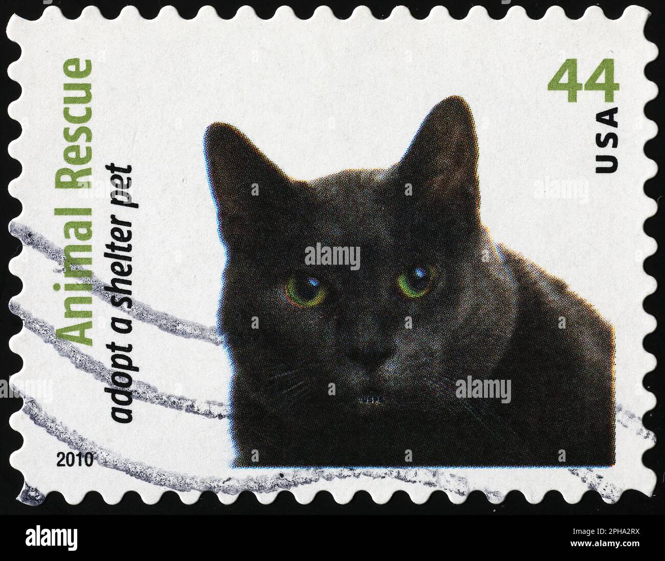 Chat noir vous regardant sur timbre-poste Banque D'Images