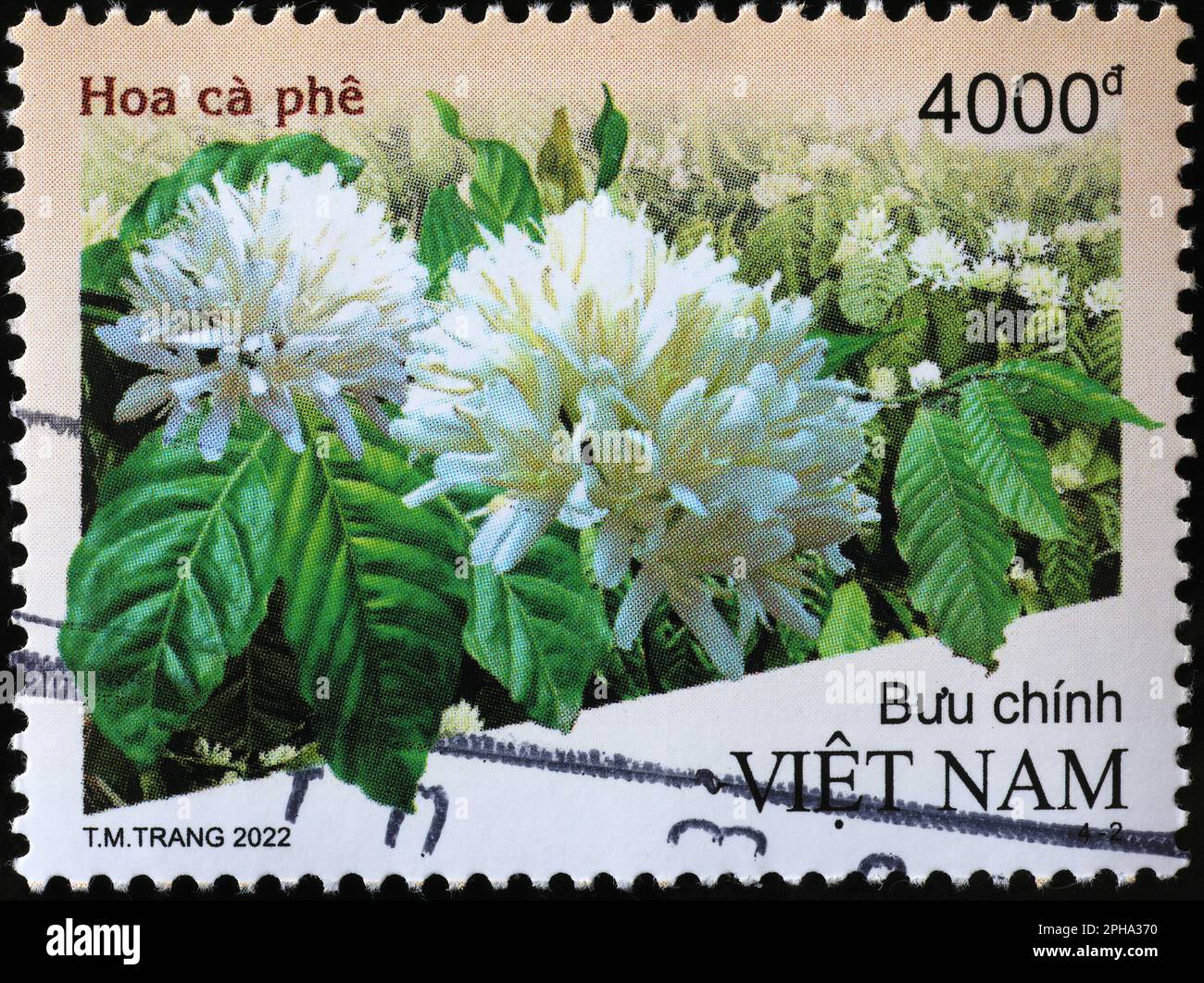 Fleurs de café sur timbre-poste vietnamien Banque D'Images