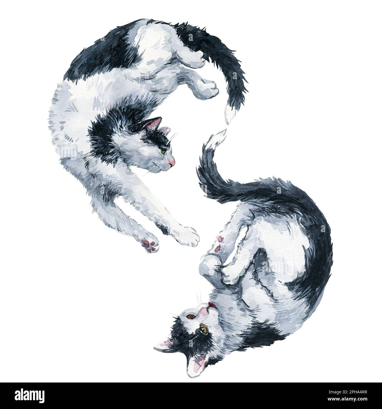Deux chats noir-blanc jouent le symbole de l'infini. Masque de peinture aquarelle isolé sur fond blanc. Motif pour tissu, t-shirt, postca Banque D'Images