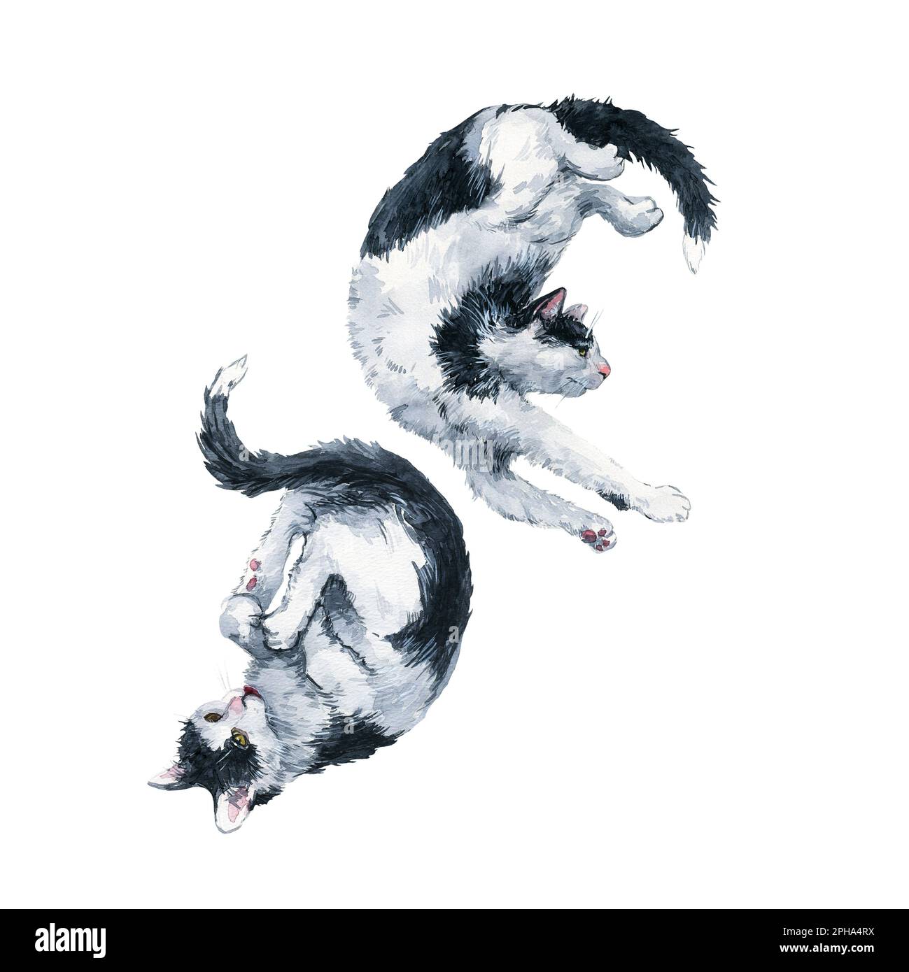 Duet de bicolore noir et blanc chats harmonie composition. Masque de peinture aquarelle isolé sur fond blanc. Motif pour tissu, t-shirt, Banque D'Images