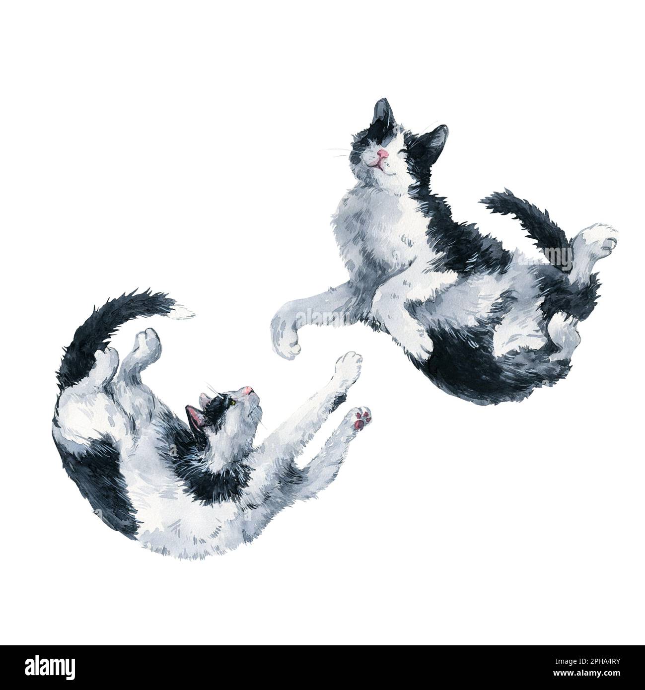 Deux jouant bicolor noir et blanc chats. Masque de peinture aquarelle isolé sur fond blanc. Motif pour tissu, t-shirt, carte postale, accueil Banque D'Images