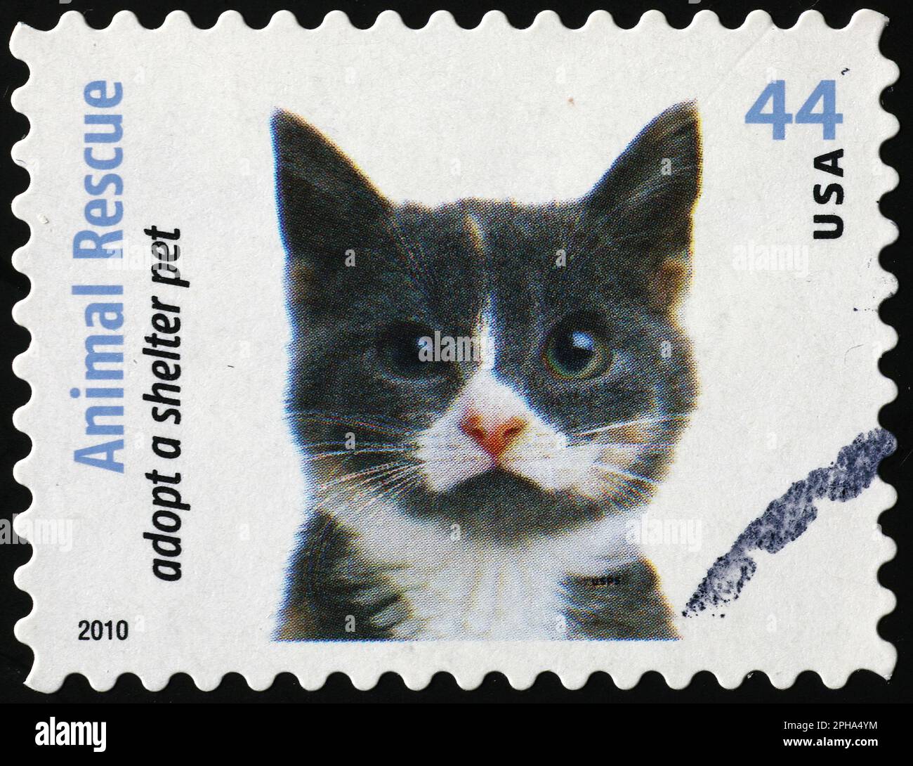 Chat gris et blanc qui vous regarde sur un timbre-poste Banque D'Images